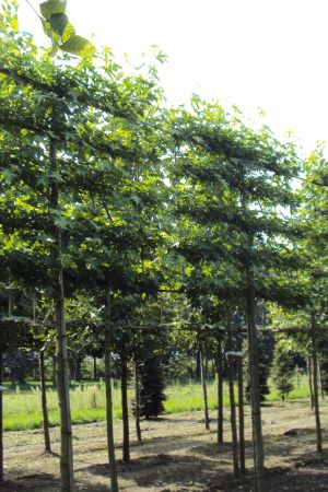 Liquidambar-styr.-Worplesdon-5-etages