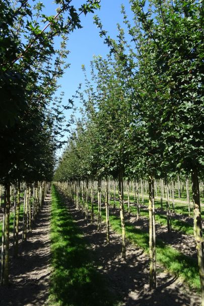 Acer campestre 'Elsrijk' HO