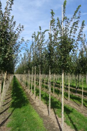1_Acer-c-Elsrijk-ho-12-16