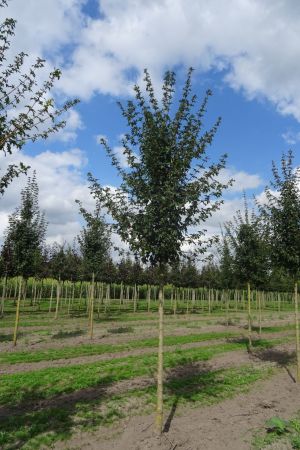 1_Acer-c-Elsrijk-ho-14-18