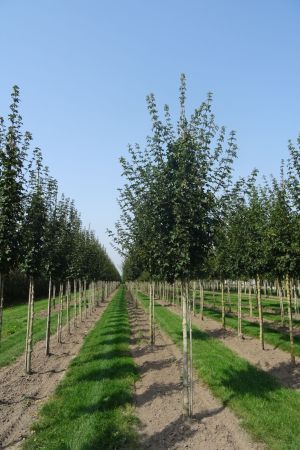 1_Acer-c-Elsrijk-ho-16-20