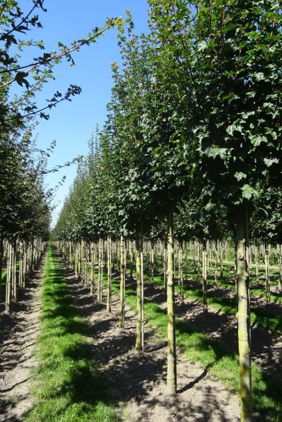 Acer campestre 'Fastigiatum' HO