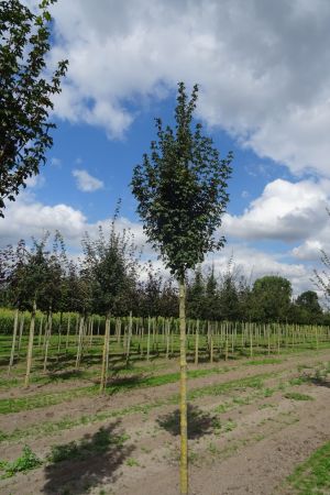 1_Acer-c-Fastigiatum-ho-14-18
