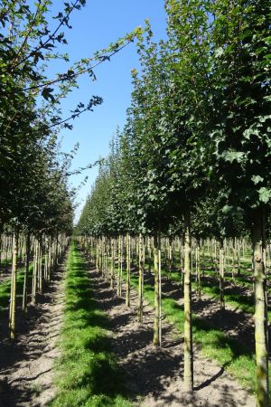 Acer-c-Fastigiatum-ho-14-18