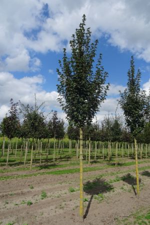 Acer-c-Fastigiatum-ho-16-20
