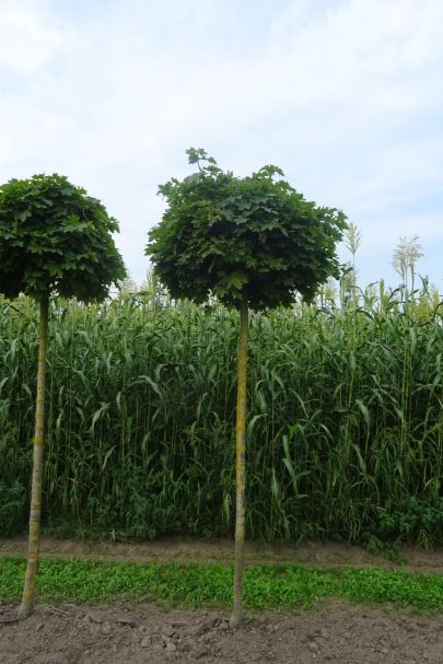 Acer campestre 'Globosum' BVER