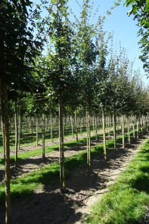 Acer-campestre-ho-12-16-2