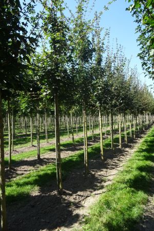 Acer-campestre-ho-12-16