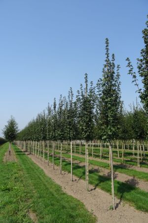 1_Acer-c-Lienco-ho-14-18-2