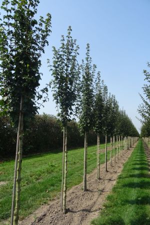 1_Acer-c-Lienco-ho-14-18