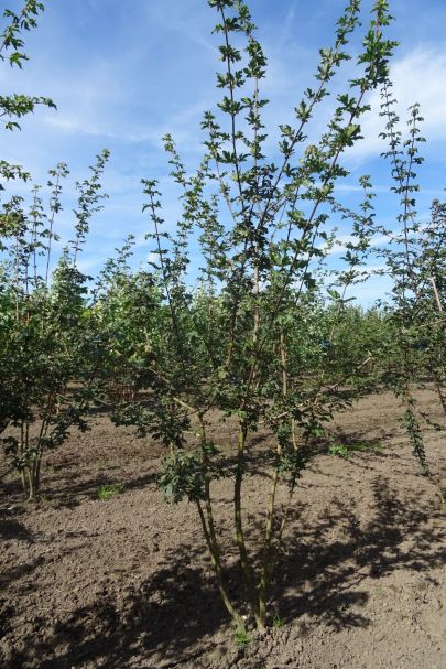 Acer campestre MRSTAM