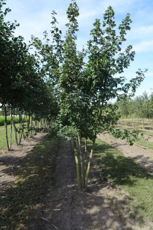 Acer-campestre-meerstam-300-350-3