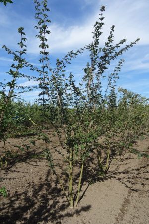 Acer-campestre-meerstam-300-350-4