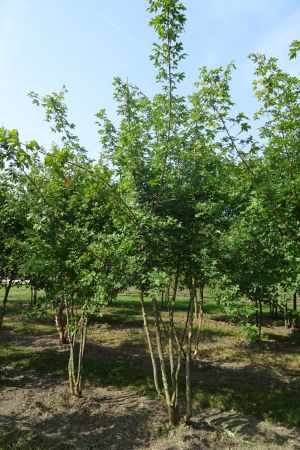 Acer-campestre-meerstam-300-350