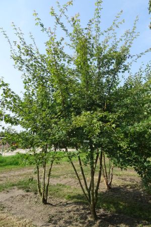 Acer-campestre-meerstam-350-400