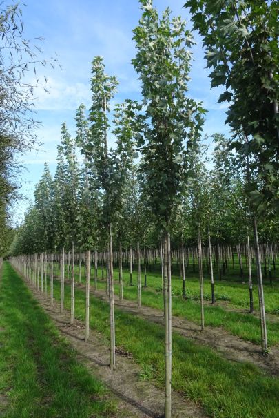 Acer freemanii 'Armstrong' HO