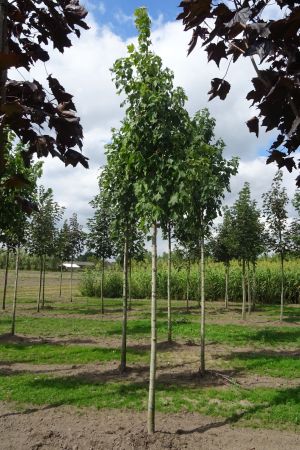 Acer-f-Armstrong-Two-ho-14-18