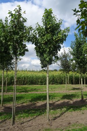 Acer-f-Armstrong-Two-ho-16-20