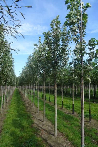 Acer freemanii  Sienna HO