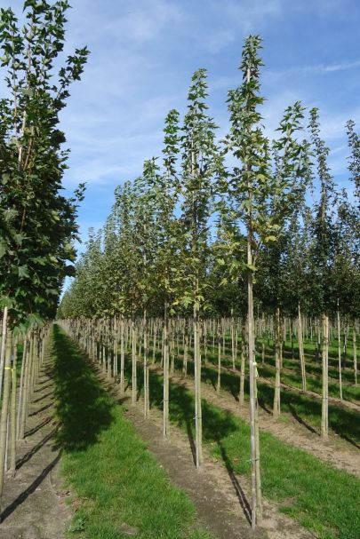 Acer platanoides 'Drummondii' HO