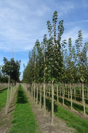 Acer-p-Emerold-Queen-ho-14-18