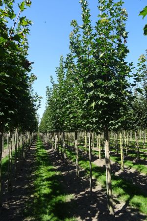 Acer-platanoides-Emerald-Queen-ho-14-18