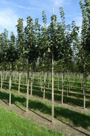 Acer-p-Globosum-bver-225cm-12-16
