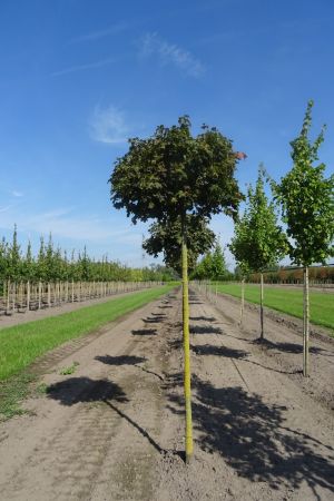 Acer-p-Globosum-bver-225cm-14-16-18