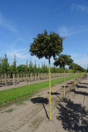 Acer-p-Globosum-bver-225cm-14-16-18