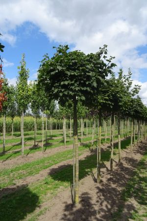 Acer-p-Globosum-bver-225cm-16-20