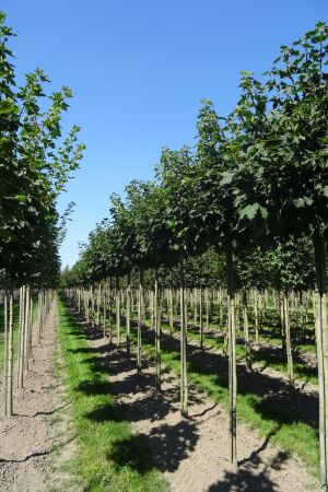 Acer-p-Globosum-bver-225cm