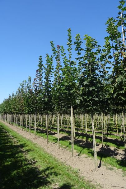 Acer platanoides HO