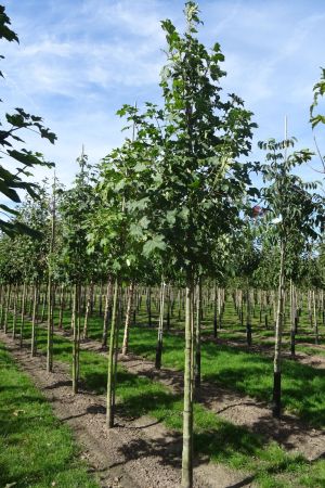 1_Acer-platanoides-ho-14-18