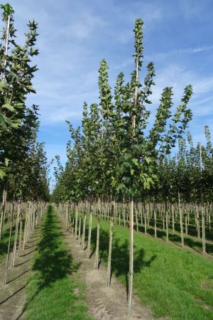 Acer-platanoides-ho-12-16