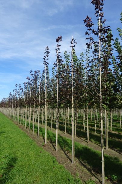 Acer platanoides 'Royal Red' HO