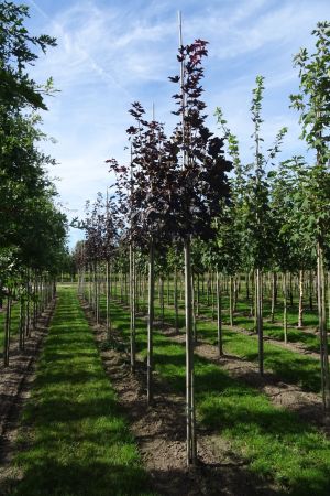 1_Acer-p-Royal-Red-ho-12-16
