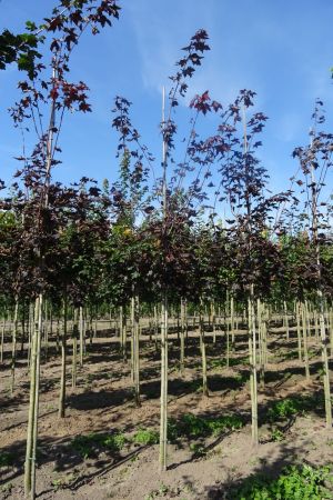 Acer-Royal-Red-ho-14-16-18