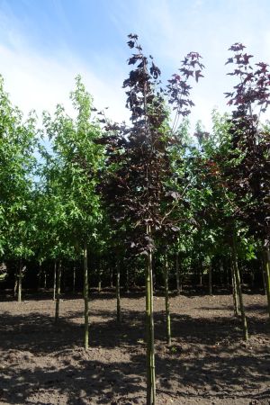 Acer-Royal-Red-ho-16-18-20