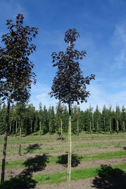 Acer pseudoplatanus 'Atropurpureum' HO