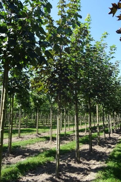 Acer pseudoplatanus HO