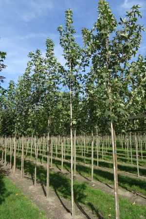 1_Acer-pseudoplatanus-ho-12-16