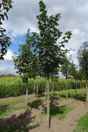 1_Acer-pseudoplatanus-ho-14-18