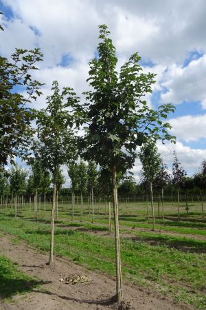 Acer-pseudoplatanus-ho-16-20-2