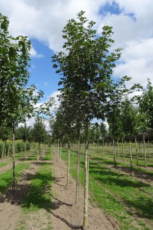 Acer-pseudoplatanus-ho-16-20