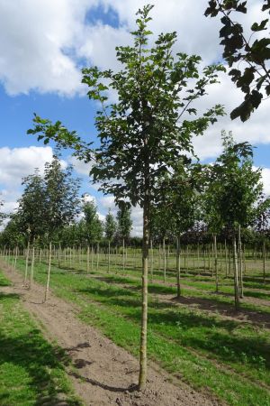 Aer-pseudoplatanus-ho-14-18
