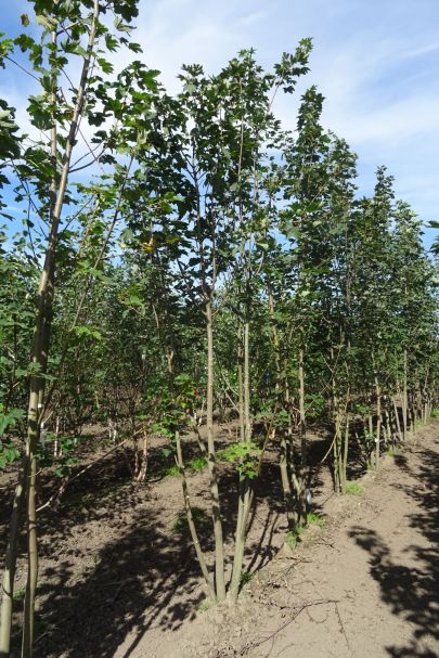 Acer pseudoplatanus MRSTAM