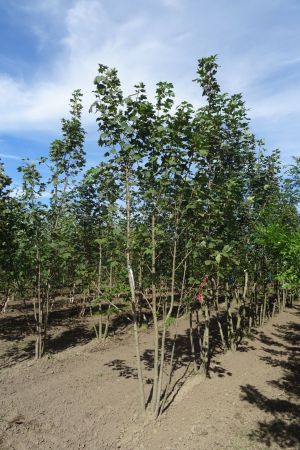 Acer-pseudoplatanus-meerstam-350-400