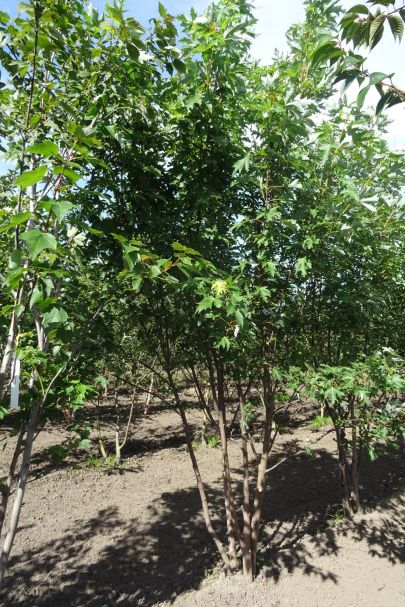 Acer rubrum MRSTAM