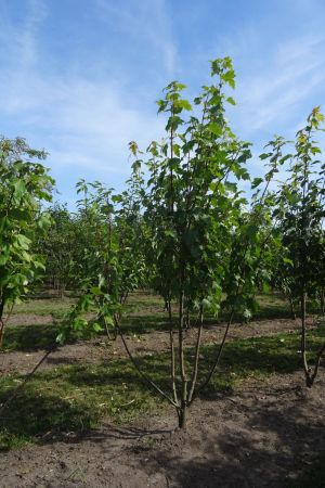 Acer-rubrum-meerstam-200-250