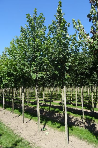 Acer rubrum 'October Glory' HO